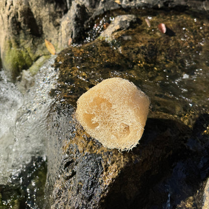 Küchenschwamm Vorteilspaket